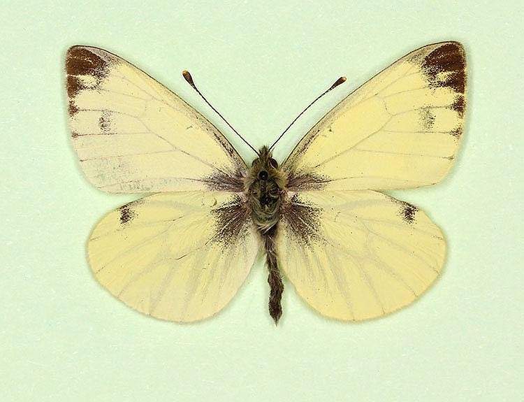 Pieris napi male (aberrant form nov 2) (Internet Image property of respective owner, non-commercial use only)